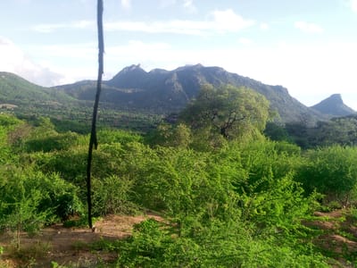 The image depicts a lush, green landscape with mountains in the background. The location is Kalitini Centre, Kenya, as per the prompt. The foreground is dominated by dense green vegetation, primarily shrubs and trees. In the middle ground, there is a large tree and a pole protruding upwards from the bottom center of the image. The background features a mountain range under a partly cloudy sky.