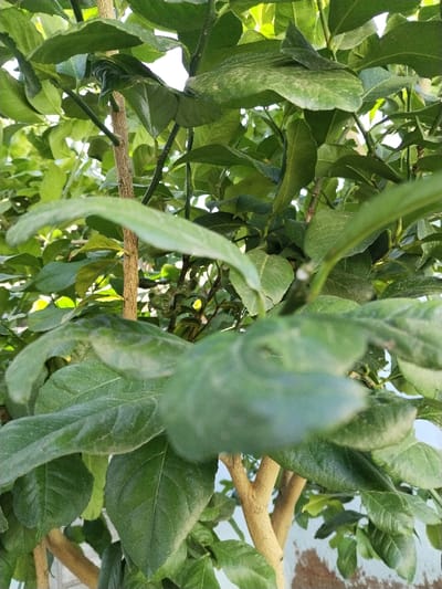 The image captures a close-up, vertical view of a citrus tree's foliage in Sucina, Spain. Numerous ovate, medium-green leaves, some displaying a faint white residue or dust, dominate the frame. Several light brown, textured branches and stems are visible throughout the dense canopy. One prominent branch with vertical striations runs vertically through the upper-middle section. A small, out-of-focus green fruit, consistent with an immature lemon or lime, is partially visible towards the center-left. Further back, a smaller, blurry yellowish object is present amidst the leaves. Bright daylight filters through the foliage, creating varying light and shadow patterns. Portions of a light-colored structure, possibly a wall, with reddish-brown irregular markings, are faintly discernible through the leaves in the lower right quadrant. No people, actions, or interactions are visible.