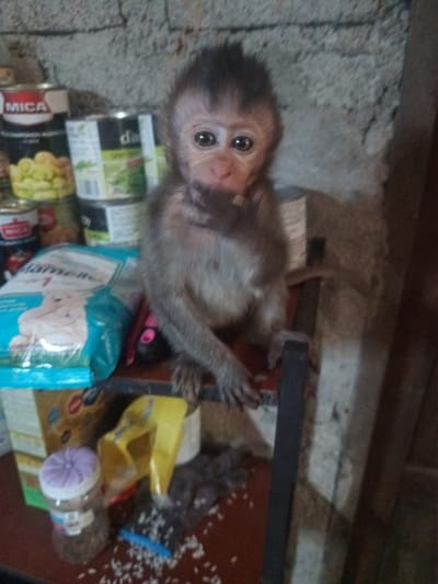 A small, gray-brown monkey with large eyes sits on a dark metal rack in what appears to be a cluttered indoor space. Behind the monkey are several cans of food stacked together, including brands such as "MICA" and "da." To the left of the monkey is a blue package labeled "Hamelle," and further down, other boxes and containers are visible. Scattered on the red surface beneath the rack are pieces of what appears to be uncooked rice. The location is Baan Thong Nang, Thailand.