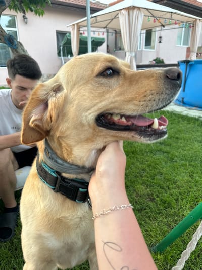 This image depicts a light-colored dog interacting with a human hand in an outdoor residential backyard, specified as Byala, Bulgaria, though this location is not visually verifiable within the image.

The primary subject is a tan-furred canine, consistent with a Labrador Retriever type, positioned in the mid-ground, facing right with its head slightly elevated. It wears a black and teal-accented collar featuring a plastic buckle. Its mouth is partially open, revealing a pink tongue and visible teeth. A light-skinned human left hand, adorned with a silver-colored bracelet composed of interconnected heart links and a partial forearm tattoo, is positioned under the dog's chin, indicating physical contact.

In the mid-ground to the left, a young adult male with short, dark hair is seated, looking downwards. He is dressed in a white t-shirt, dark shorts, and black open-toed slides.

The background presents a residential backyard environment. A white fabric gazebo with draped sides and multi-colored string lights is centrally located. Behind the gazebo, a light-colored building with windows is visible, featuring a dark-colored hanging lantern. To the far right, a section of a blue, portable pool is present. On the far left, a tree trunk with some green foliage displays blue decorative elements. The ground is covered with green grass. A green metal pole and a white rope are visible in the lower right foreground. The scene is illuminated by ambient daylight.