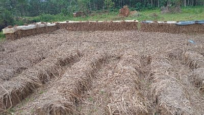 The image displays an outdoor agricultural scene located in Rigoma ward, Kenya. The foreground and midground are dominated by a field of extensively dried, light brown plant residue, consistent with straw or harvested stalks, arranged in parallel, undulating rows. Sparse green vegetation is visible intermittently beneath the dried material. Immediately behind this field, a linear, low wall-like structure extends horizontally across the frame. This structure is composed of stacked rectangular, dark brown blocks, likely sun-dried mud bricks or peat. Portions of the top of this block structure are covered by light-colored (possibly white) and dark-colored (possibly black) sheeting, with scattered reddish-brown debris, potentially broken brick fragments or soil clumps, resting on these covers and directly on the blocks. The background features a gently sloped terrain covered with green shrubs and grasses, leading to a dense stand of green-leafed trees in the distance. No human figures or active subjects are present.