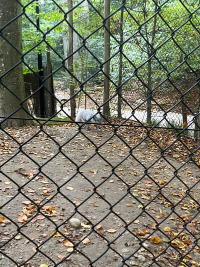 The image displays an outdoor animal enclosure, viewed through a black chain-link fence occupying the entire foreground. A light-furred canid, resembling an Arctic fox or similarly pale-furred canid, with dense, pale grey-white fur, is walking from left to right across a dirt path largely covered by scattered brown, orange, and yellow autumn leaves. The animal's head is angled downwards, appearing to examine the ground. In the mid-ground, a small, light-colored, spherical object, possibly a rock or nut, rests on the leaf-strewn dirt. The background consists of dense deciduous trees with varying green and yellowish foliage, along with visible elements of additional fencing and vertical support structures. The scene is located within the Parc Zoologique et Botanique de Mulhouse, France.
