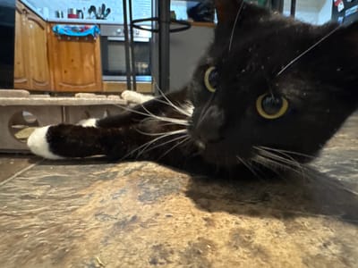 The image shows a close-up of a black and white cat lying on a textured, tiled floor. The cat's head is prominent in the foreground, with its yellow eyes wide open and its whiskers fanned out. The cat has white paws, one of which is visible on the left side of the frame. In the background, kitchen cabinets and appliances are blurred. There is no indication of the location being in Desborough, United Kingdom, or any other specific city. The scene appears to be indoors, likely a residential kitchen or living area. The lighting is dim, with a slight focus on the cat's face.