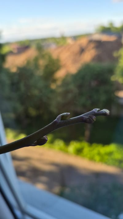 The image shows a close-up, horizontal, eye-level view of an orchid spike with several developing buds. The spike is a dark reddish-purple color and is angled diagonally from the bottom right to the upper left of the frame. There are at least three visible buds on the spike, with two more prominent ones near the top and a smaller one further down.

The background is softly blurred, suggesting a shallow depth of field. On the left, there is a bright, hazy blue sky. The central and right portions of the background are a mix of greens and warmer tones, possibly indicating foliage and perhaps a building or structure illuminated by sunlight. The blurred background creates a bokeh effect, drawing attention to the sharp focus on the orchid spike. The overall lighting suggests it is daytime, likely late afternoon or early morning given the warm tones in the background.

The scene appears to be indoors, with the orchid spike positioned near a window, as indicated by the bright light and the blurred outdoor scenery. There is a white, slightly reflective surface in the bottom right corner, which could be a windowsill or part of the window frame. The image evokes a sense of anticipation and growth, focusing on the potential of the orchid bloom. No people or text are visible in the image.
