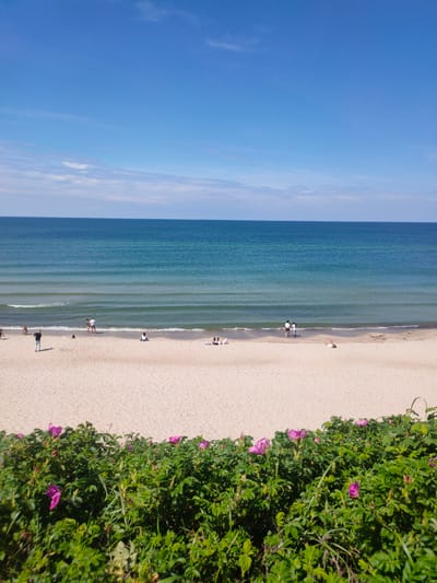 This is an eye-level, full shot of a beach with blooming wild rose bushes in the foreground. The beach is sandy and has a gentle slope towards the sea. A few people are visible on the beach: a man walking near the water's edge, a couple standing by the water, another couple sitting on the sand, and a single person lying down. In the distance, the sea is calm with gentle waves, and the horizon is clear. The sky is a bright, cloudless blue. The location is Morskoye, Russia, on the Curonian Spit.
