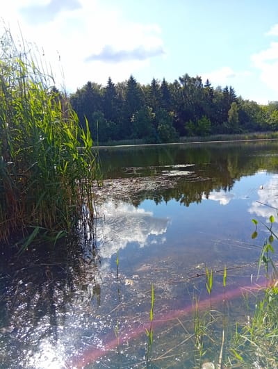 The image depicts a serene natural scene at the edge of a lake or pond, likely in the vicinity of Micaičiai, Lithuania. The foreground is dominated by tall, green reeds growing from the murky water. The water itself is dark and reflects the bright blue sky, dotted with fluffy white clouds, and the dense green forest that forms the backdrop. Sunlight glints off the water's surface, creating a shimmering effect. Scattered on the water are various debris, possibly fallen leaves and twigs. The background shows a thick line of trees, primarily evergreens and deciduous trees, under a clear sky. The overall impression is one of natural tranquility and untouched landscape. There are no people or animals visible in the image.
