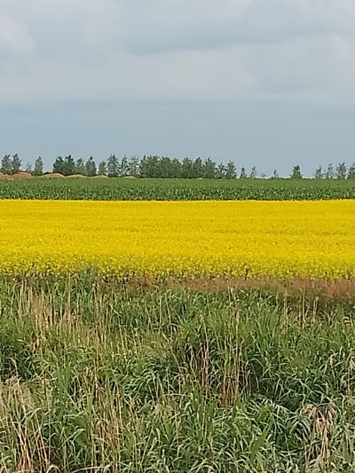 The image shows a rural landscape with several distinct agricultural fields. In the foreground, there is a dense patch of tall, green grasses, some of which are dried and yellowed. Behind this, a broad field of bright yellow flowers, likely rapeseed, stretches across the mid-ground. Beyond the yellow field, a strip of dark green crop, possibly corn, is visible. In the background, a line of trees borders the horizon, and a cloudy sky fills the upper portion of the image. The scene appears to be located in the Свіслацкі сельскі Савет, Belarus, indicated by the agricultural setting and the context provided. There are no people or animals visible in the image, and no specific actions or interactions are depicted. The overall impression is one of agricultural land under a slightly overcast sky.