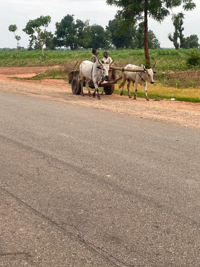 In Basirka, Nigeria, two white oxen are yoked to a wooden cart on a dirt road next to a paved road. Two young boys, dressed in light-colored clothing, are seated on the cart. The ox in front is facing left, while the ox behind it is facing right. The cart has two spoked wheels. The surrounding environment includes green fields, trees, and a cloudy sky.