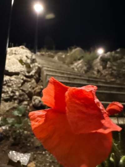 A close-up, low-angle, night-time shot shows a bright red poppy flower in the foreground, its petals slightly creased and translucent. In the background, a stone staircase ascends a rocky incline. Two streetlights are visible in the distance, one a bright orb and the other a more diffused glow. The overall scene suggests an urban or park setting in Tyulenovo, Bulgaria, illuminated by artificial light against the dark night sky.