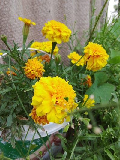 A close-up, slightly overhead shot captures a cluster of vibrant yellow marigolds in bloom. The flowers, with their ruffled petals, are the focal point, set against a backdrop of green foliage and a textured, greyish wall. One large marigold is prominently displayed in the foreground, slightly to the right of center, with other blooms of varying sizes and stages of development scattered throughout the frame. Some of the flowers appear fully open, while others are still in bud or partially wilted. The overall impression is one of natural beauty, suggesting a garden setting. The image does not provide any clues about the city of Aqköl, Kazakhstan or any specific environmental details beyond the immediate plant life.