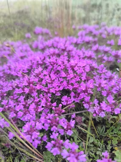 A ground-level, close-up shot displays a dense patch of small, vibrant purple flowers. The flowers are clustered together on numerous stems, creating a soft, textured carpet of color. Some of the flowers are in focus, revealing delicate petals and darker centers, while others are blurred, contributing to a sense of depth. Interspersed with the blossoms are thin, green stems and leaves. The background is out of focus, appearing as a hazy wash of muted greens and pale tones, suggesting a natural outdoor environment. The scene is suggestive of a meadow or a field, possibly in Khomutovo, Russia, given the context. No people, animals, or man-made objects are visible in the image. The lighting appears soft and diffused, typical of an overcast day or early morning/late evening.