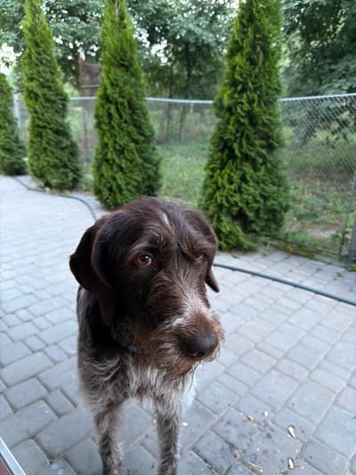 A close-up shot shows a brown and white wirehaired dog standing on a paved patio in what appears to be a backyard. The dog's head is turned to its right, with its eyes looking slightly down and to the right. The dog has a prominent white blaze on its forehead and muzzle. Behind the dog, a row of tall, green evergreen trees are visible, with a chain-link fence in the background. The environment suggests a residential area, likely in Kamianka-Buzka, Ukraine, given the context. The lighting indicates it may be daytime, possibly overcast or late afternoon. There are no other people or animals visible in the frame.
