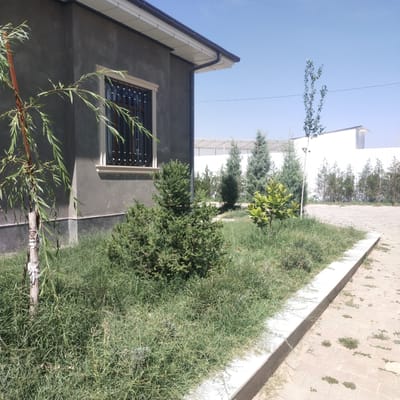 The image depicts an exterior scene on a clear, sunny day, likely in the afternoon. The setting is a residential or commercial property with a modern, grey-walled building. A prominent feature of the building is a window with decorative, dark metal bars. In front of the building, there is a neatly landscaped area with various plants.
The foreground is dominated by a small, bushy evergreen tree, possibly a dwarf pine or juniper, and a young tree with long, slender leaves, possibly a willow, is tied to a stake. The ground is covered in lush green grass, with some patches of drier vegetation. Beyond the immediate garden area, a paved pathway made of light-colored bricks is visible, with scattered weeds growing between the stones.
In the background, several tall, slender evergreen trees are planted in a line, suggesting a border or a larger garden. Further back, there are structures with white fencing and translucent roofing, possibly greenhouses or other agricultural buildings. The sky is a bright, cloudless blue, indicative of fair weather. The overall impression is one of a well-maintained outdoor space. There is no visible text in the image. The location context is Birlik, Uzbekistan.