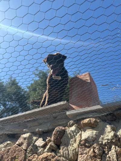 An adult brown dog with its tongue out stands on a wooden surface, viewed from below through chicken wire against a bright blue sky. To the right of the dog, partially obscured by the wire, is a terracotta-colored object. In the background, green trees are visible. The foreground features a rough, stone wall. The scene appears to be outdoors, possibly in a backyard or enclosure.
