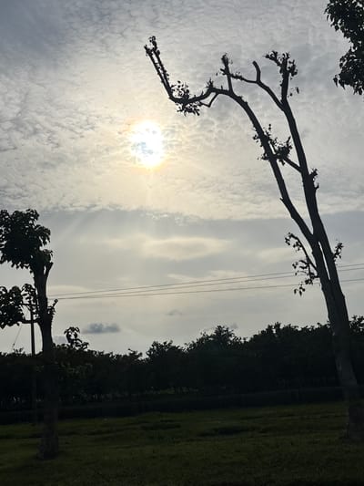 The image shows a silhouetted view of trees against a cloudy sky with the sun visible. The sun is shining brightly, creating a halo effect. The trees appear to be pruned, with branches extending outwards. In the background, a line of trees forms a dark silhouette against the lighter sky, and beyond that, a grassy field is visible. There are also power lines running horizontally across the middle of the frame. The image is taken from a low angle, looking up towards the sky. The overall mood is serene and natural. The time of day appears to be either early morning or late afternoon, given the position of the sun and the quality of the light. No people are visible in the image. The setting is likely outdoors, in a park or natural area. There is no visible text in the image.