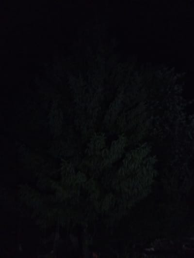 The image shows a densely packed evergreen tree at night. The tree is dark green and appears to be an outdoor setting. There are no people or any other objects visible in the image. The image is dark, suggesting it was taken at night with limited lighting. There are no discernible landmarks or contextual clues to suggest a specific location within Staryy Otrada, Russia. The environment appears to be natural and undeveloped.
