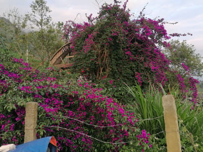 The image depicts a landscape in Tả Van, Vietnam. The foreground is dominated by vibrant purple bougainvillea flowers growing over and around a barbed wire fence supported by concrete posts. Behind the flowers and fence are various green plants, including tall grasses. Further back, a structure with the words "SAPA HOME" is partially visible, obscured by lush vegetation. In the background, trees and hills are present under an overcast sky. No people are visible.