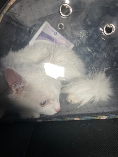 A white cat is lying inside a clear pet carrier. The cat is curled up with its head resting on its paws. The pet carrier appears to be in a car, with the dark fabric of a car seat visible below the carrier. There is a small package or document inside the carrier with the cat. The overall lighting is dim, with a bright reflection on the cat's fur and inside the carrier. The location is the city of Madan, Bulgaria.