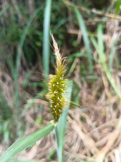 A close-up shot shows a vibrant green grass seed head, bristling with fine, hair-like structures. Its top part transitions to a tan, feathery texture. The seed head arises from a single, wide, green leaf. Blurred in the background are other blades of grass and some brown vegetation. The overall impression is of a natural, uncultivated setting.