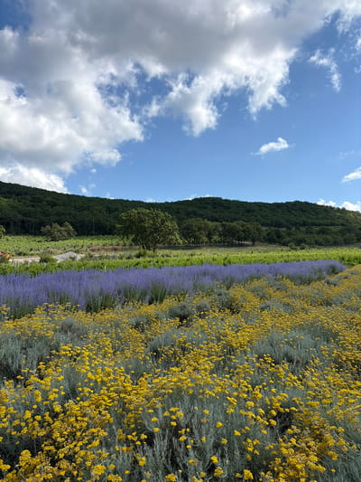 This is a vertical, eye-level, medium shot of a field with rows of yellow and purple flowers stretching into the distance. In the background, a dark green, tree-covered hillside rises under a bright blue sky filled with white clouds. The foreground is dominated by a dense field of small, yellow flowers with grey-green foliage. Behind this, a broad row of purple flowers stretches horizontally across the frame. Further back, green rows of crops, possibly vineyards, are visible. A single large tree stands to the right of the frame, with more trees and the hillside forming the backdrop. The image appears to depict a floral or agricultural landscape, potentially a farm or garden in Semogorskiy, Russia. There are no people or animals visible in the image.