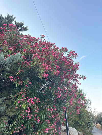 A low-angle, full shot captures an overgrown oleander bush with vibrant pink flowers and dark green leaves, adjacent to a silvery-green conifer tree. The bush fills the majority of the frame, extending from the lower left to the upper right corner. Above the foliage, a clear, pale blue sky is visible, intersected by a thin, dark electrical wire stretching diagonally from the upper left to the middle right. In the background, on the right side of the image, a paved road curves away into the distance, lined with trees and rocks. The scene is set in Urbanització Vescomtat De Cabanyes, Spain.