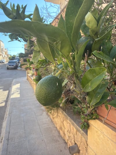 A close-up, low-angle shot captures a green citrus fruit hanging from a leafy tree branch in Xagħra, Malta. The fruit, appearing unripe, is textured and round, with a slight sheen. Behind it, the foliage is dense and vibrant green. In the background, a paved sidewalk lines a street, with a car parked on the left side of the road. Buildings with cream-colored facades are visible further down the street, hinting at a residential area. The sky is a clear, bright blue, suggesting fair weather. The scene is bathed in sunlight, creating distinct shadows on the sidewalk and illuminating the fruit and leaves. The overall impression is a tranquil, everyday street scene in a Mediterranean town.
