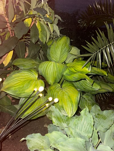 This image shows a close-up view of lush, green foliage in what appears to be a garden setting. Several large, ribbed hosta leaves dominate the foreground, some exhibiting a yellowish variegation. The leaves are moist, suggesting recent watering or dew. In the lower left corner, a cluster of thin, black metal rods extends upwards, each tipped with a small, glowing white light bulb, resembling decorative garden lights. Behind the hostas, other plants with darker green leaves are visible, and to the right, the spiky fronds of a palm-like plant are silhouetted against a dark background. The overall lighting is dim, with the artificial lights of the garden feature providing a focal point. The environment appears to be outdoors, possibly at night or in deep shade. The image does not contain any people or depict any specific actions or interactions. The location in Razdolnoye, Russia is not directly evident from the visual elements within the image itself.