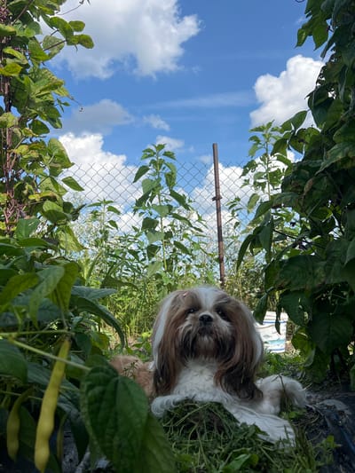 In Fasty, Poland, a Shih Tzu dog with white and brown fur is lying in a garden amongst green foliage and bean plants. The dog is positioned in the foreground, with its head and upper body clearly visible. Behind the dog, a chain-link fence runs horizontally, and beyond the fence, tall green plants and trees are visible under a bright blue sky with scattered white clouds. The overall scene depicts a serene outdoor setting within a residential area.