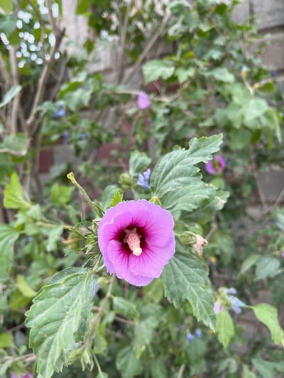 A close-up, eye-level shot captures a vibrant pink hibiscus flower in full bloom, its delicate petals unfurling against a backdrop of lush green foliage and a textured grey brick wall. The flower's stamen, a fluffy mass of pale pink, stands proudly at its center, drawing the viewer's eye. Scattered among the leaves are smaller, blurry purple and blue flowers, adding depth and a touch of wildness to the scene. The lighting suggests it's daytime, with soft, natural light illuminating the foreground flower, while the background is slightly out of focus, creating a bokeh effect. The overall impression is one of natural beauty, with the hibiscus taking center stage amidst its verdant surroundings. The image was likely taken outdoors, in a garden or park setting, possibly in the city of Байсерке, Kazakhstan, given the presence of hibiscus, a common flowering shrub in temperate climates.