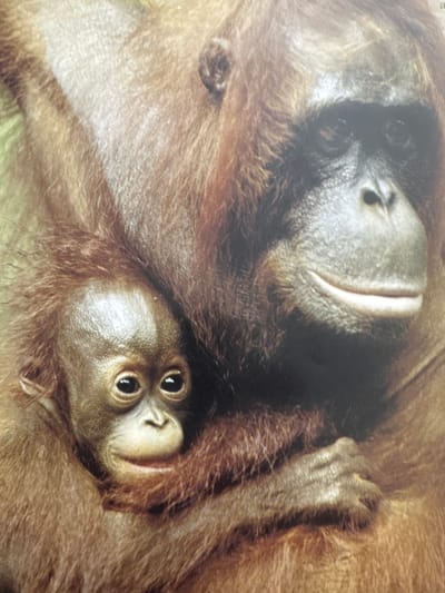 The image shows a close-up of two orangutans, an adult and a baby, nestled together. The adult orangutan's face is partially visible, with its eyes open and mouth slightly parted. The baby orangutan is held close to the adult, with its face turned towards the viewer, its eyes wide and its mouth in a gentle smile. Both animals have reddish-brown fur. The background is out of focus and appears to be dark. There is no information about the location in Gandia, Spain.