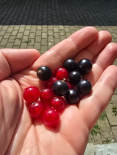 A close-up shot shows a person's left hand holding a small pile of red and black currants. The hand is pale with visible lines on the palm and fingers. The currants are a mix of dark, almost black, and vibrant red berries, some appearing shiny. The background consists of a paved surface, likely a walkway or patio, with alternating grey and tan rectangular pavers. Shadows from an unseen object cast diagonal lines across the paving. The overall setting appears to be outdoors, possibly in a garden or yard.