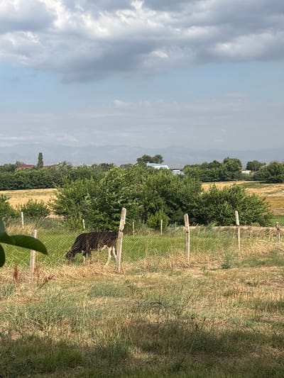 A cow with black and white markings grazes in a fenced field of dry grass. The field is bordered by a wire fence supported by wooden posts. Behind the fence, a cluster of green trees forms a dense hedge, with a yellow field visible beyond that. In the distance, a range of mountains is visible under a cloudy sky. The scene appears to be rural, possibly in the village of Zhibek Zholy, Kazakhstan.