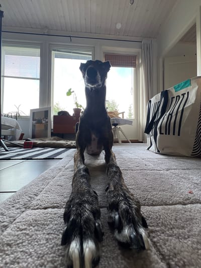A brindle dog is lying on a fluffy rug in a room. The dog's front paws are extended forward, filling much of the foreground. The dog's head is raised, and it appears to be looking directly at the camera. Behind the dog, a large window with blinds is visible, letting in natural light. To the right of the window is a large, white canvas bag with black stripes and lettering. A plant is positioned on a windowsill. The room has wooden paneled walls and ceiling. The floor is covered with a light-colored rug and a striped rug in the foreground. The scene is likely a residential interior in Hämeenlinna, Finland.