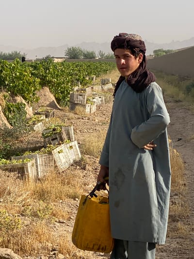 In Senjaray, Afghanistan, a young male stands in a vineyard, holding a yellow bucket by its handle. He is wearing a light blue tunic and a dark brown turban with a patterned band. To his left, numerous white crates are stacked and filled with green grapes, some spilling onto the dry, dusty ground. The vineyard rows stretch into the background, with green foliage and brown earth. In the distance, the landscape is hazy with rolling hills and muted vegetation. The sun casts long shadows, indicating it is likely late afternoon.