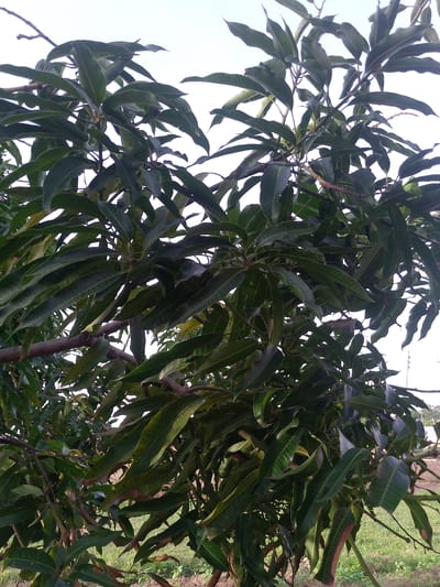 A close-up, eye-level shot captures the dense foliage of a mango tree, its dark green leaves filling the frame. The branches are visible, some appearing thin and twig-like, others thicker and brown. The leaves are elongated and pointed, with visible veins and a slightly waxy sheen. The background consists of a bright, overcast sky and a hint of green grass and possibly soil below. The scene is an outdoor environment, suggesting a rural or natural setting. There are no people or discernible man-made structures in the immediate vicinity, though a hint of a building or fence can be seen in the far background. The lighting is diffused, characteristic of an overcast day, creating soft shadows on the leaves. The image appears to have been taken in Barikin Gidar Kanat, Nigeria, given the context provided.