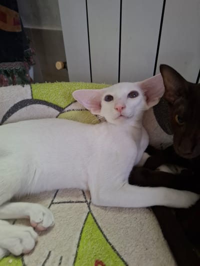 Two cats are lying on a blanket with a green and white pattern. The cat in the foreground is white with large ears and blue eyes. The cat in the background is dark brown with yellow eyes. Both cats appear to be in a relaxed state, lying down. The environment appears to be indoors, possibly a living room or bedroom, with a wall and some vertical blinds visible in the background. There are no people or specific landmarks to indicate the city of Таптыково, Russia.