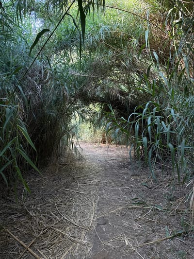 The image depicts a narrow, unpaved path winding through dense vegetation. The path is composed of dark, packed earth, with dried grass and reeds lining its edges. The vegetation consists of tall, green reeds and grasses, with some dried stalks intermingled. The foliage is thick and overgrown, creating a tunnel-like effect over the path. Sunlight filters through the greenery, illuminating parts of the path and creating shadows. The scene appears to be outdoors in a natural setting, possibly a marshy area or along a waterway. The time of day seems to be late afternoon or early evening, judging by the quality of the light. There is no text visible in the image. The overall impression is one of a secluded and somewhat wild natural environment. The crops provide closer views of the textures of the reeds and dried grass, and the way the light plays through the leaves.