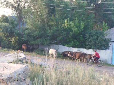In Kabanbay, Kazakhstan, a man in a red shirt rides a bicycle down a dirt road. He is being followed by a herd of cattle, which are walking on the road behind him. The road is lined with trees and bushes on both sides. In the background, there is a white fence and a building. The sky is overcast. The image is taken from a distance, and the details are somewhat blurred.