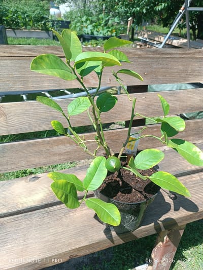 A potted citrus plant with a single small green fruit sits on a weathered wooden bench. The plant has green leaves, some of which appear slightly yellowed, and a few small thorns on its branches. A yellow tag with text in an unknown language is attached to one of the branches. The bench is outdoors, with greenery and a fence visible in the background. The image was taken in Vita-Poshtova, Ukraine, on July 6, 2026, at 12:23 PM.