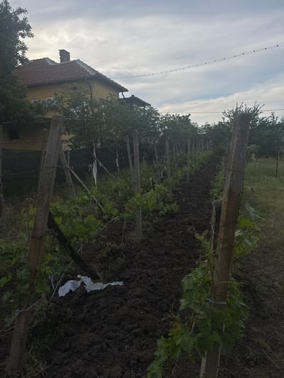 The image depicts a vineyard in what is likely Gradets, Bulgaria, based on provided information. Rows of grapevines are supported by wooden posts and wire trellises. The soil is dark and appears recently tilled. There is a building with a yellow facade and a red tile roof partially visible behind the vines. Overhead, a power line is visible against a cloudy sky. A piece of white plastic litter is on the ground among the grapevines. The image suggests an agricultural setting on the outskirts of a town. No people are visible.