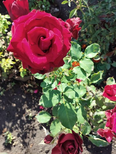 A close-up, vertical shot captures a vibrant cluster of red roses in a garden. The focal point is a large, fully bloomed rose in the upper left quadrant, its petals a deep crimson with subtle variations in shade. Dewdrops are visible on its velvety surface. To its right, another rose bud is partially unfurled. The surrounding foliage is a lush green, with some leaves showing signs of browning or dryness. In the background, the dark soil of the garden bed is visible, casting dappled shadows from the sunlight filtering through the rose leaves. Smaller, unopened rose buds and other flowering plants with hints of orange and pink are interspersed within the greenery. The scene is illuminated by natural daylight, creating a sharp contrast between the brightly lit roses and the shadowed ground. The image appears to be taken in a garden, likely in a residential area or park. There are no people or specific landmarks to indicate the exact location within Шопино, Russia.