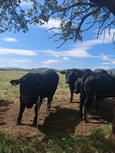 In a sun-drenched outdoor scene, likely in Záboří, Czechia, three black cows stand in a grassy, dirt field. The cows are facing various directions, with two positioned close together in the center and one further to the left. They appear to be part of a herd, given their proximity. The environment suggests a rural setting, with rolling hills and trees visible in the background under a bright blue sky dotted with white clouds. A tree branch with green leaves hangs from the upper right corner of the frame, casting shadows on the scene. The cows have ear tags, indicating they are part of a managed agricultural operation. The overall impression is a peaceful pastoral landscape.