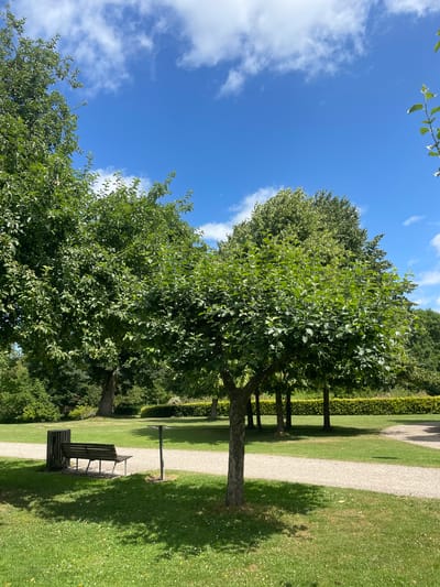 The image depicts a park scene on a sunny day with a blue sky and scattered white clouds. In the foreground, a young tree with green foliage stands on a patch of green grass. To the left of the tree, a park bench and a waste bin are situated near a gravel path. The path curves through the grassy area, with more trees and hedges visible in the background. The scene suggests a public park in Horsens, Denmark, likely during springtime or summer. There are no people or animals visible in the image.