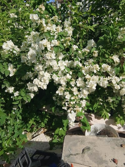 In Iskitim, Russia, a dense bush of white jasmine flowers with green leaves is captured in a close-up shot. The flowers are in full bloom, creating a vibrant display against the foliage. The background is partially obscured by the bush, but glimpses of a grey, weathered fence and some concrete structures suggest an outdoor setting. Sunlight filters through the leaves, casting dappled shadows on the scene. There are no people or animals visible in the image.