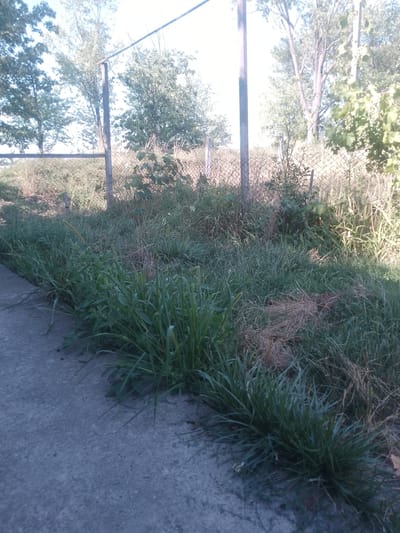 The image depicts an outdoor scene with overgrown vegetation and a chain-link fence, likely in the city of Fanchykovo, Ukraine. A concrete pathway runs along the left side of the frame, bordered by tall, green grass. Beyond the grass, the landscape is a tangle of weeds and dry brush, with several fence posts and sections of chain-link fence visible. Trees with green foliage are sparsely scattered throughout the background. The lighting suggests it is daytime, with a slightly hazy or bright sky. No people or animals are present in the image.