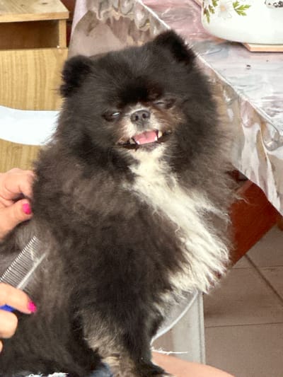 A black and white Pomeranian dog is being groomed with a comb by a person whose hand is visible on the left side of the image. The dog has its mouth open, showing its tongue. The dog is sitting on what appears to be a white surface, possibly a chair. In the background, a wooden shelf unit is visible on the left, and a table with a patterned tablecloth and a white ceramic pot with floral decorations is on the right. The setting appears to be indoors, likely a home environment. There is no information about the location in Воронежское-2, Russia.