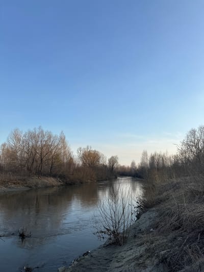 The image, correctly oriented, displays a tranquil natural landscape centered around a winding river or stream. The water, a dark, reflective surface, flows gently, mirroring the bright sky above and the bare trees lining its banks.
Both sides of the river are densely covered with deciduous trees, entirely devoid of leaves, and dry, sparse undergrowth, indicative of late autumn, winter, or early spring. The right bank appears steeper and more pronounced, exhibiting exposed sections of light-colored earth and dense, dry vegetation. The left bank is also heavily forested with leafless trees and brush, creating a sense of depth along the waterway.
A large expanse of clear, bright blue sky dominates the upper left portion of the image, subtly lightening towards the horizon where it meets the distant tree line. The lighting is soft and diffused, suggesting daytime without harsh shadows, possibly mid-morning or late afternoon.
No people or animals are visible, and no specific activity is taking place; the scene is a static depiction of nature. The stark beauty of the bare trees and muted colors evokes a quiet, possibly cold, atmosphere, consistent with a natural setting in Mirnyi, Russia, during a non-foliage season. There is no visible text in the image.