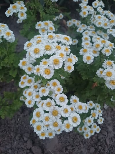 A cluster of white daisies with yellow centers are blooming in a garden in Trypillia, Ukraine. The flowers are densely packed, with some petals overlapping. Green foliage and dark soil are visible in the background.