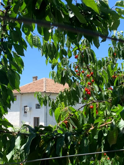 The image shows a view looking up into a cherry tree laden with ripe, red cherries. The tree's green leaves are abundant and fill most of the frame, with glimpses of clear blue sky visible through the foliage. A white building is visible behind the tree, featuring a light-brown tile roof and windows. An air conditioning unit is attached to the wall of the building. There are no people in the image. Based on the metadata and provided information, this scene is likely located in Karnalovo, Bulgaria.