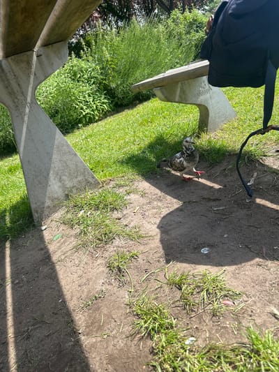 A lone pigeon stands on a dirt path next to a concrete bench and grass in Leiden, Netherlands. The pigeon has gray, black, and white speckled feathers and is facing to the left. The concrete bench has the word "Velopa" and a hexagon logo inscribed on its side. A black backpack is visible on the right side of the frame, attached to the bench. The scene is illuminated by sunlight, casting a shadow from an unseen object to the left of the frame. The environment appears to be a park or outdoor seating area.